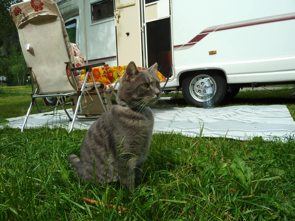 When beginning RV living with cats, its important to find places that will be friendly to your cat.