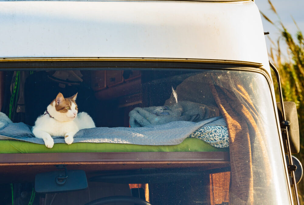 RV Living With Cats: Complete Guide