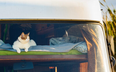 RV Living With Cats: Complete Guide