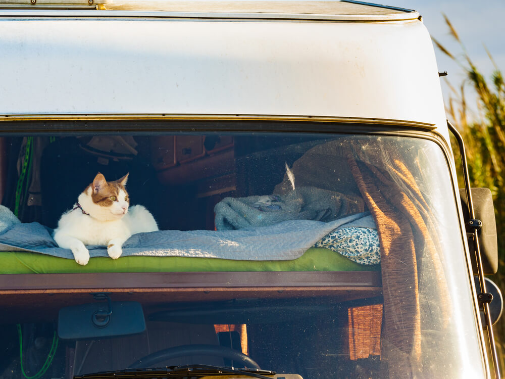 What should I do to prepare for RV living with cats?