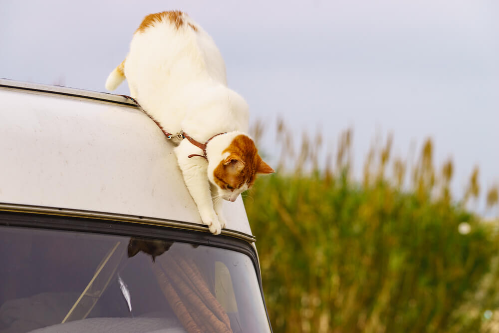 Traveling in an RV with a cat can create unique challenges.