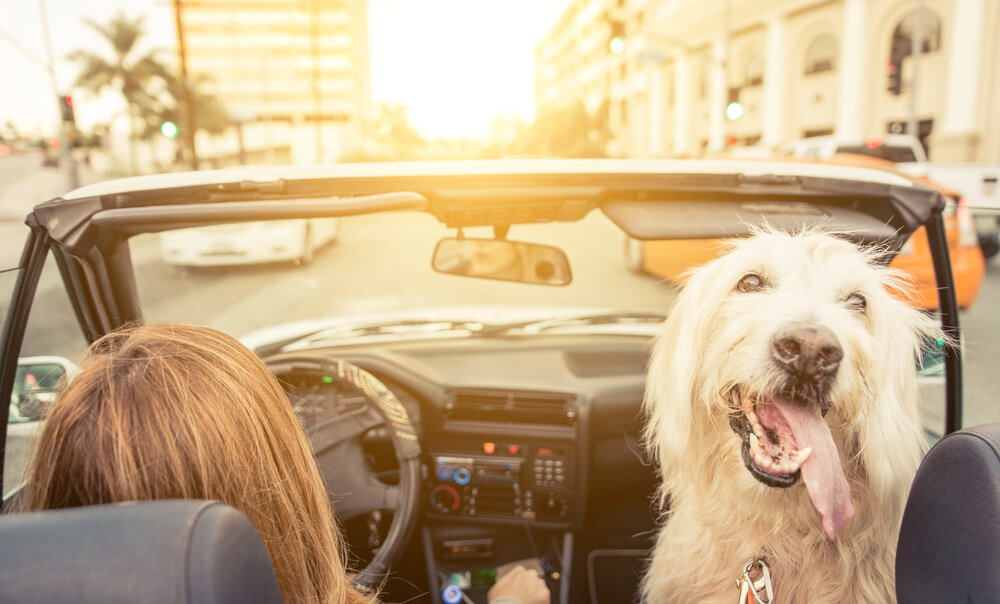 What are some pet friendly Hill Country cabins for traveling with your dog?