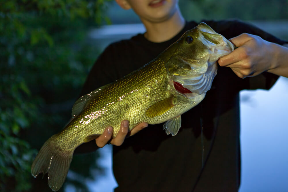 Can I catch largemouth bass while go fishing in the San Gabriel river, Texas?