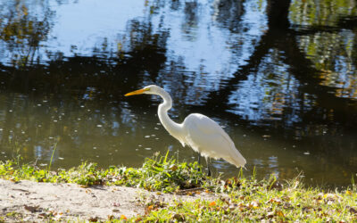 Your Guide To Fishing the San Gabriel River in Texas