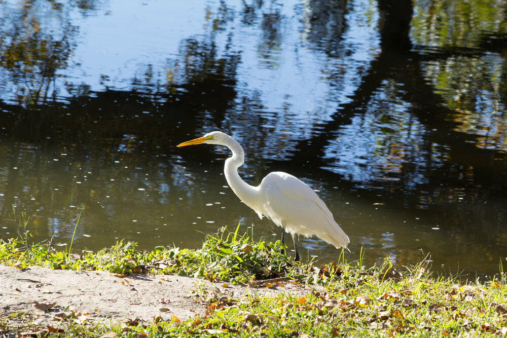 Can I go fishing in the San Gabriel river, Texas?