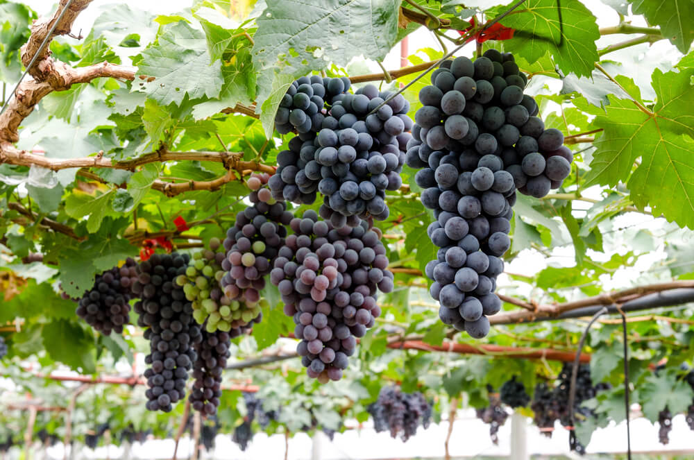 This is one of the best wineries in Texas Hill Country.